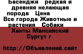 Басенджи - редкая и древняя нелающая порода › Цена ­ 50 000 - Все города Животные и растения » Собаки   . Ханты-Мансийский,Сургут г.